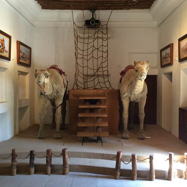 Camel museum