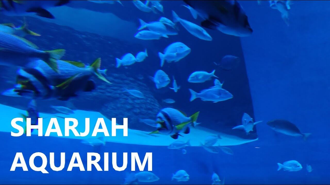 Sharjah Aquarium 