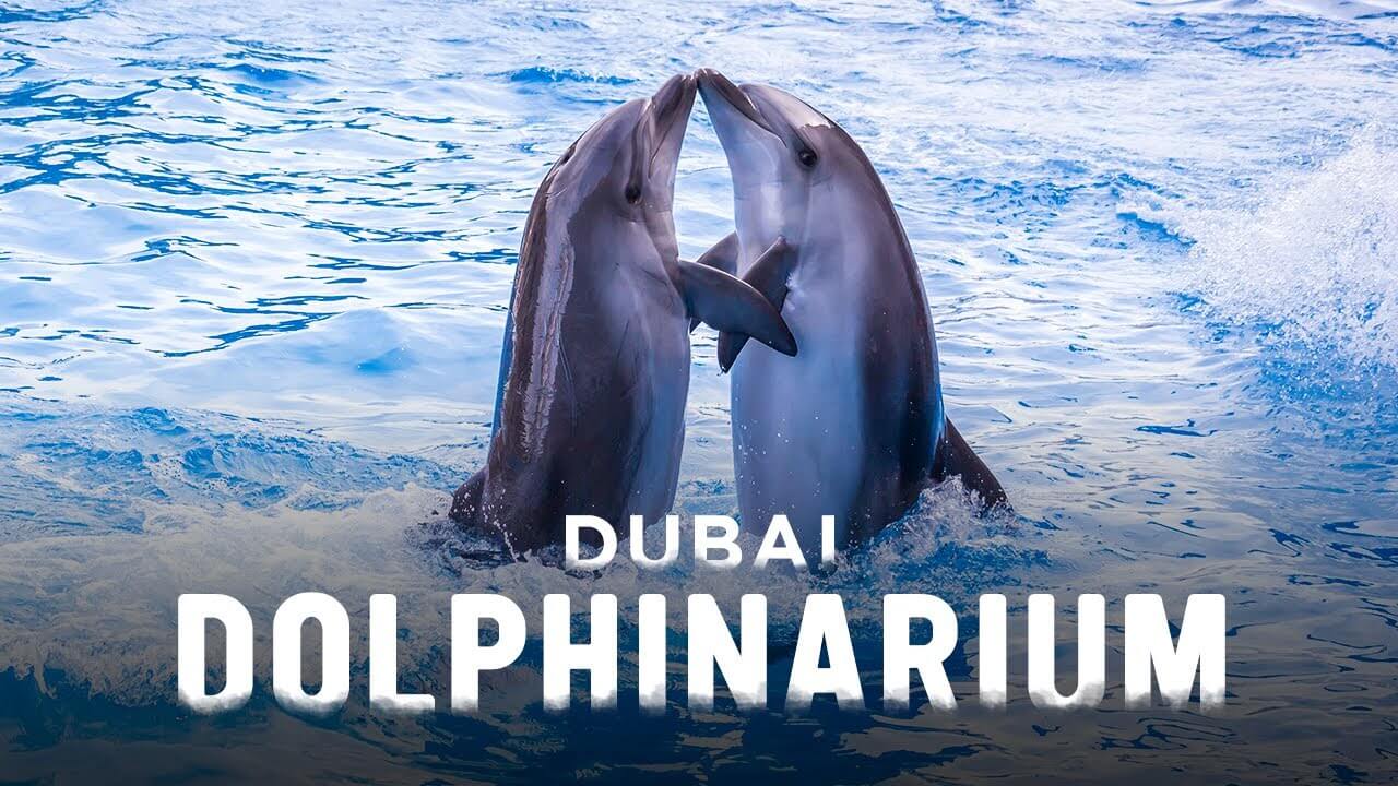 Enjoy with Dolphins at Dubai Dolphinarium