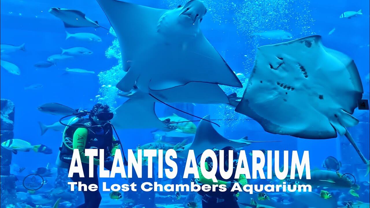 The Lost Chamber Aquarium