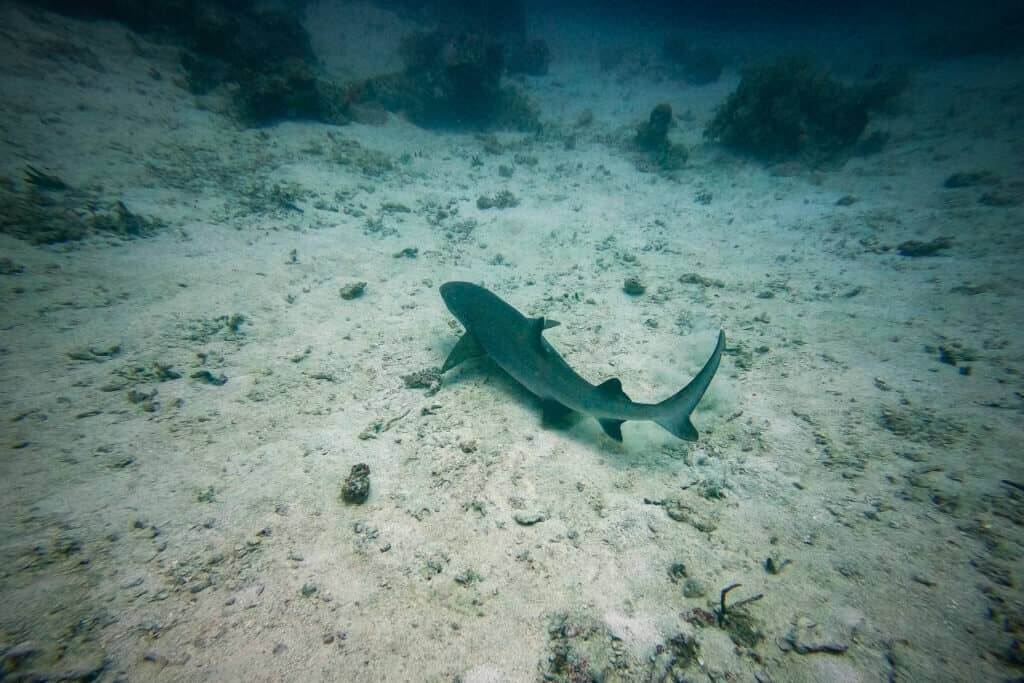 Blacktip reef sharks