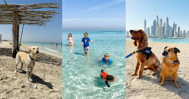 Top 15 Pet-Friendly Beaches in Dubai for Your Furry Friend
