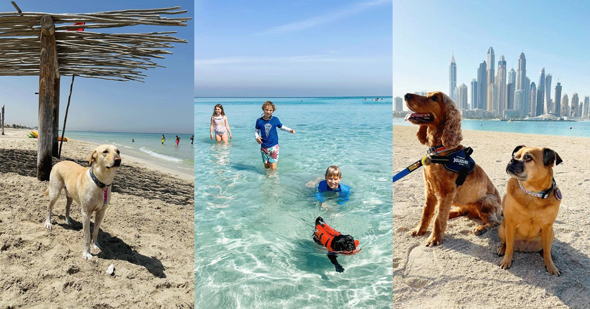 15  PET Friendly Beaches in Dubai for Your Furry Family